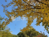 단풍나무, 은행나무, 가을, 나무, 식물, 사진,이미지,일러스트,캘리그라피 - Nrrr5520작가 크라우드픽 - 저작권 걱정 없는 상업용 이미지