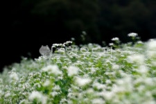 식물, flower, 꽃, 메밀꽃, 하얀꽃밭, 사진,이미지,일러스트,캘리그라피 - 불새조작가 크라우드픽 - 저작권 걱정 없는 상업용 이미지