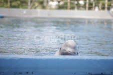 벨루가, 흰고래, 고래, 돌고래, 동물, 사진,이미지,일러스트,캘리그라피 - 102작가 크라우드픽 - 저작권 걱정 없는 상업용 이미지