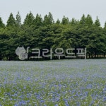 수레국화, 예산, 아그로랜드태신목장, 우유농가, 아그로랜드, 사진,이미지,일러스트,캘리그라피 - Nisa90작가 크라우드픽 - 저작권 걱정 없는... 