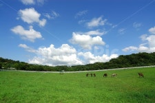 초원, 목장, 들판, 풍경, 말, 사진,이미지,일러스트,캘리그라피 - 프리이미지작가 크라우드픽 - 저작권 걱정 없는 상업용 이미지