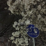 대구, 꽃보라동산, 벚꽃, 봄, 벚꽃구경, 사진,이미지,일러스트,캘리그라피 - 요이작가 크라우드픽 - 저작권 걱정 없는 상업용 이미지