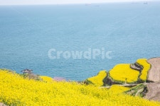 유채꽃, 바다, 꽃, 풍경, 노랑, 사진,이미지,일러스트,캘리그라피 - Nkkld257작가 크라우드픽 - 저작권 걱정 없는 상업용 이미지