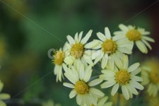 코스모스, 가을, 꽃, 노란색, 자연, 사진,이미지,일러스트,캘리그라피 - H2080작가 크라우드픽 - 저작권 걱정 없는 상업용 이미지