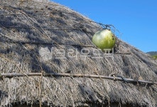 초가집, 초가, 박, 용마름, 초가지붕, 사진,이미지,일러스트,캘리그라피 - Deep bLUE작가 크라우드픽 - 저작권 걱정 없는 상업용 이미지