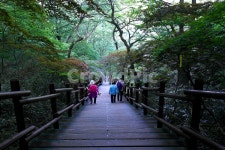 데크계단, 나무계단, 마이산, 등산객, forest, 사진,이미지,일러스트,캘리그라피 - oneulre작가 크라우드픽 - 저작권 걱정 없는 상업용 이미지
