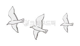 갈매기, 바다새, 바다, 새, 항구, 사진,이미지,일러스트,캘리그라피 - 라몽작가 크라우드픽 - 저작권 걱정 없는 상업용 이미지