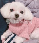 개, 강아지, 동물, 애완동물, pet, 사진,이미지,일러스트,캘리그라피 - 뽀리스토리작가 크라우드픽 - 저작권 걱정 없는 상업용 이미지