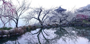 매화꽃, 매화마을, 광양, 호수, 물, 사진,이미지,일러스트,캘리그라피 - 서은작가 크라우드픽 - 저작권 걱정 없는 상업용 이미지