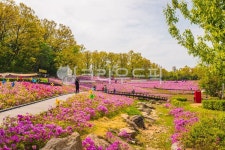 철쭉, 철쭉동산, 풍경, 봄풍경, 핑크동산, 사진,이미지,일러스트,캘리그라피 - 취미사진가 나라작가 크라우드픽 - 저작권 걱정 없는 상업용 이미지