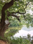 나무, 식물, tree, 밀양, 위양못, 사진,이미지,일러스트,캘리그라피 - Nzzxx2424작가 크라우드픽 - 저작권 걱정 없는 상업용 이미지