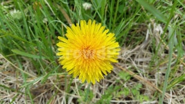 dandelion, 민들레, flower, 꽃, blossom, 사진,이미지,일러스트,캘리그라피 - glow작가 크라우드픽 - 저작권 걱정 없는 상업용 이미지