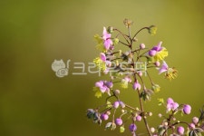 식물, plnat, 꽃, flower, 금꿩의다리, 사진,이미지,일러스트,캘리그라피 - benjamin작가 크라우드픽 - 저작권 걱정 없는 상업용 이미지