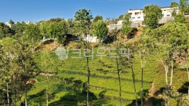 nature, 자연, rural, 농장, outdoors, 사진,이미지,일러스트,캘리그라피 - 하민작가작가 크라우드픽 - 저작권 걱정 없는 상업용 이미지