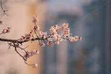 매화, 꽃, 나무, 아파트, 아웃포커스, 사진,이미지,일러스트,캘리그라피 - 도막사라무작가 크라우드픽 - 저작권 걱정 없는 상업용 이미지