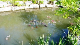 연못, 정원, 호수, 풍경, 자연, 사진,이미지,일러스트,캘리그라피 - Tiare작가 크라우드픽 - 저작권 걱정 없는 상업용 이미지