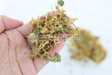 금은화, 꽃, 금은화약재, 약재, 한방재료, 사진,이미지,일러스트,캘리그라피 - 토토기작가 크라우드픽 - 저작권 걱정 없는 상업용 이미지