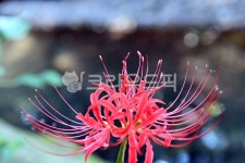 사랑꽃, 영원한사랑, 자연, 사랑, 고백, 사진,이미지,일러스트,캘리그라피 - 착호갑사작가 크라우드픽 - 저작권 걱정 없는 상업용 이미지