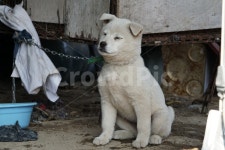 진돗개, 진돌이, 멍멍이, 흰둥이, 강아지, 사진,이미지,일러스트,캘리그라피 - 드래곤볼작가 크라우드픽 - 저작권 걱정 없는 상업용 이미지