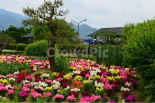 outdoors, 옥외, rose, 장미, blossom, 사진,이미지,일러스트,캘리그라피 - 영산공작가 크라우드픽 - 저작권 걱정 없는 상업용 이미지