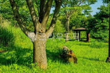 나무, 나무줄기, 초목, 대피소, 건물, 사진,이미지,일러스트,캘리그라피 - 감성이야기사진작가작가 크라우드픽 - 저작권 걱정 없는 상업용 이미지