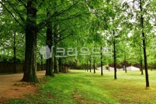 담양메타세콰이어길, 메타세콰이어길, 담양메타길, 담양메타스콰이어길, tree, 사진,이미지,일러스트,캘리그라피 - 영산공작가 크라우드픽... 