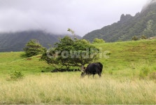 목장, 초원, 소, 가축, 방목, 사진,이미지,일러스트,캘리그라피 - sinsy작가 크라우드픽 - 저작권 걱정 없는 상업용 이미지