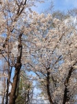 벚꽃, 벚나무, 봄꽃, cherryblossom, 꽃말정신의아름다움, 사진,이미지,일러스트,캘리그라피 - 마루07작가 크라우드픽 - 저작권 걱정 없는... 