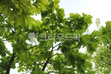 신갈나무, 나무, 도토리, 식물, 자연, 사진,이미지,일러스트,캘리그라피 - 청랑작가 크라우드픽 - 저작권 걱정 없는 상업용 이미지