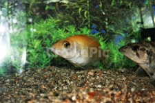 황쏘가리, 꺽지과, 알비노, 돌연변이, 희귀어, 사진,이미지,일러스트,캘리그라피 - 때까치작가 크라우드픽 - 저작권 걱정 없는 상업용 이미지