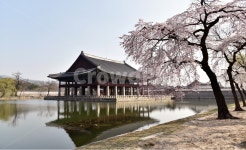 경복궁, 경화루, 벚꽃, 수양벚꽃, 봄, 사진,이미지,일러스트,캘리그라피 - 일출작가 크라우드픽 - 저작권 걱정 없는 상업용 이미지