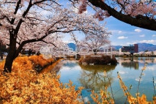 김천, 연화지, 벚꽃, 봄, 하늘, 사진,이미지,일러스트,캘리그라피 - duk32작가 크라우드픽 - 저작권 걱정 없는 상업용 이미지