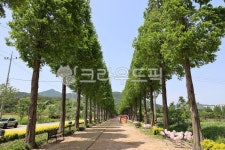 tree, 나무, 메타세콰이어길, 길, 가로수, 사진,이미지,일러스트,캘리그라피 - lhj59작가 크라우드픽 - 저작권 걱정 없는 상업용 이미지