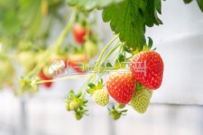 농장, 유기농, berry, strawberry, 딸기, 사진,이미지,일러스트,캘리그라피 - SWimage작가 크라우드픽 - 저작권 걱정 없는 상업용 이미지