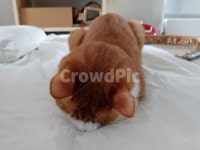 고양이, 잠버릇, 고멘네코, 미안, 고양이잠, 사진,이미지,일러스트,캘리그라피 - Uriwa작가 크라우드픽 - 저작권 걱정 없는 상업용 이미지
