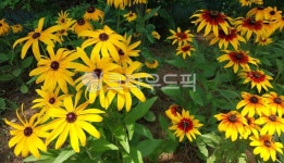 루드베키아, 천인국, 원추전인국, 꽃, 꽃잎, 사진,이미지,일러스트,캘리그라피 - 오작교작가 크라우드픽 - 저작권 걱정 없는 상업용 이미지