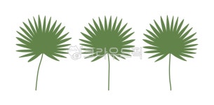 열대, 야자수, 야자수잎, 식물, 나무, 사진,이미지,일러스트,캘리그라피 - HwaYo작가 크라우드픽 - 저작권 걱정 없는 상업용 이미지