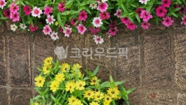 꽃, 감성, 분홍색, 노랑색, 자연, 사진,이미지,일러스트,캘리그라피 - 하트나물작가 크라우드픽 - 저작권 걱정 없는 상업용 이미지