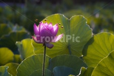 연, 연밭, 연꽃, 꽃, 수생, 사진,이미지,일러스트,캘리그라피 - 퓨처작가 크라우드픽 - 저작권 걱정 없는 상업용 이미지