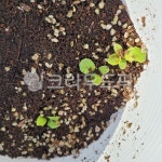 새싹, 흙, soil, 화분, plant, 사진,이미지,일러스트,캘리그라피 - 모먼트111작가 크라우드픽 - 저작권 걱정 없는 상업용 이미지