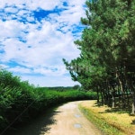 시골길, 나무, 길, 하늘, 풍경, 사진,이미지,일러스트,캘리그라피 - Ns_y117작가 크라우드픽 - 저작권 걱정 없는 상업용 이미지