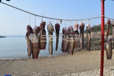 고군산군도, 선유도, 서해바다, 물고기, 건어물, 사진,이미지,일러스트,캘리그라피 - 상수리나무작가 크라우드픽 - 저작권 걱정 없는 상업용 이미지