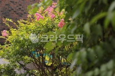 배롱나무, 분홍색꽃, 꽃, 나무, tree, 사진,이미지,일러스트,캘리그라피 - joyfulharu작가 크라우드픽 - 저작권 걱정 없는 상업용 이미지