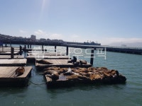 waterfront, water, 물, sealion, 바다사자, 사진,이미지,일러스트,캘리그라피 - yosun0223작가 크라우드픽 - 저작권 걱정 없는 상업용... 