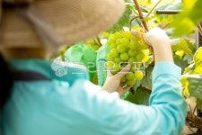 여자, 농부, 귀농, 청년농부, 자르는, 사진,이미지,일러스트,캘리그라피 - ddong작가 크라우드픽 - 저작권 걱정 없는 상업용 이미지