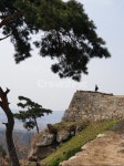 tree, 나무, plant, 식물, 산성, 사진,이미지,일러스트,캘리그라피 - hyangs작가 크라우드픽 - 저작권 걱정 없는 상업용 이미지