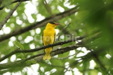 꾀꼬리, 철새, 황조, 목소리, 노래, 사진,이미지,일러스트,캘리그라피 - 순딩이작가 크라우드픽 - 저작권 걱정 없는 상업용 이미지