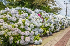 제주, 안덕면사무소, 꽃, 수국, 수국축제, 사진,이미지,일러스트,캘리그라피 - Lupin작가 크라우드픽 - 저작권 걱정 없는 상업용 이미지