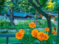 간송, 한옥, 전통가옥, 꽃, 쉼, 사진,이미지,일러스트,캘리그라피 - 촬리작가 크라우드픽 - 저작권 걱정 없는 상업용 이미지