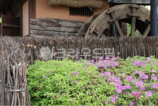 꽃, 옥외, outdoor, 물레방아, 담벼락, 사진,이미지,일러스트,캘리그라피 - HarryKwon작가 크라우드픽 - 저작권 걱정 없는 상업용 이미지